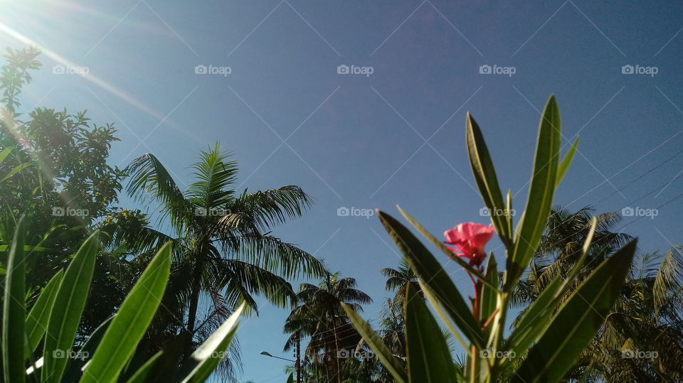 HIMMELBLAU UND BLÄTTER