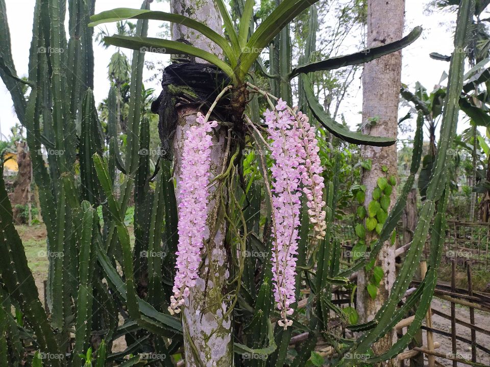 pink orkid kopowphul