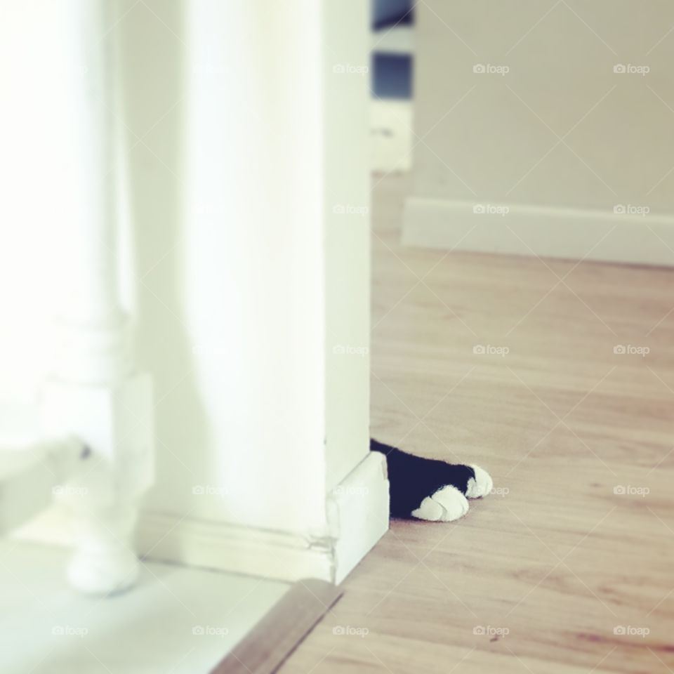 my cheeky cat trying to hide behind the wall.
