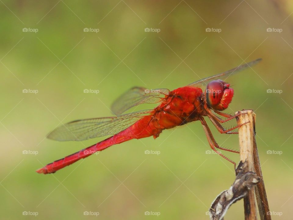 red dragonfly