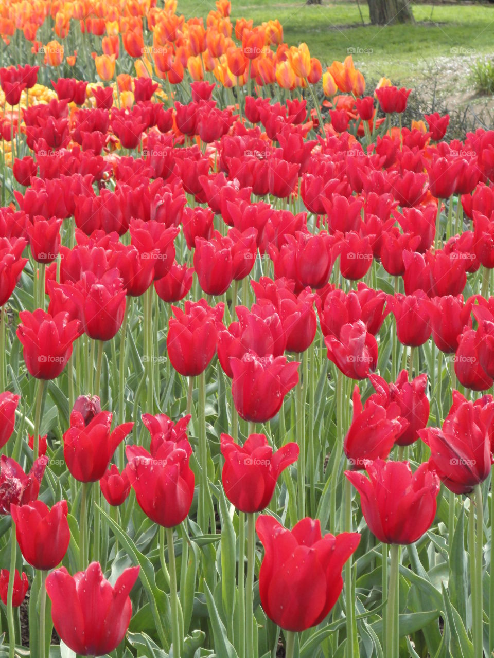 Spring in bloom. The color of love. Tulips filling hearts with happiness on a warm day.