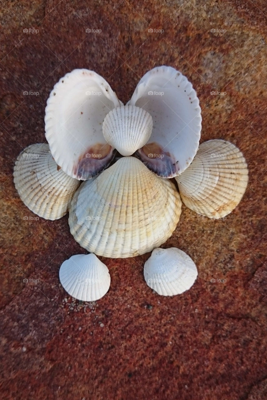 seashells owl