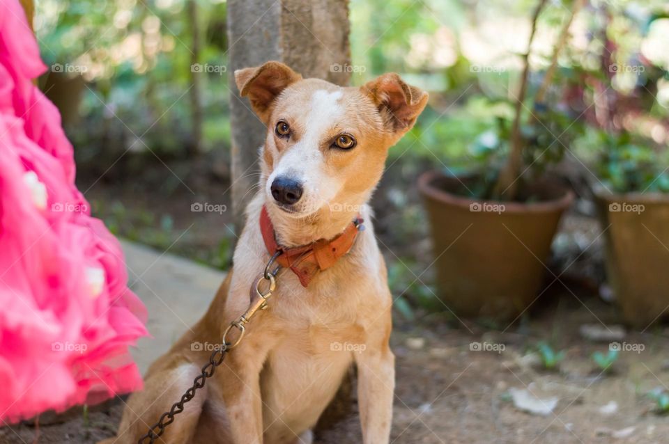 Indian local dog.