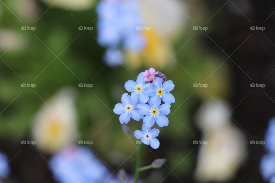 Forget me nots! 
