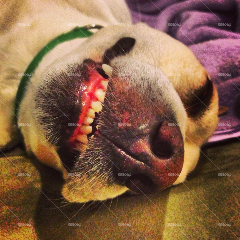 teeth dog sleeping by goatload