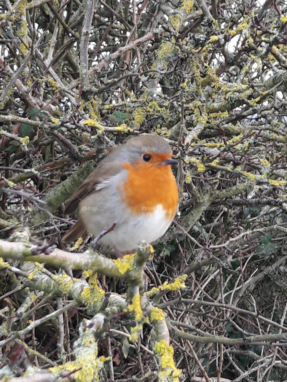 A rather plump little Robin