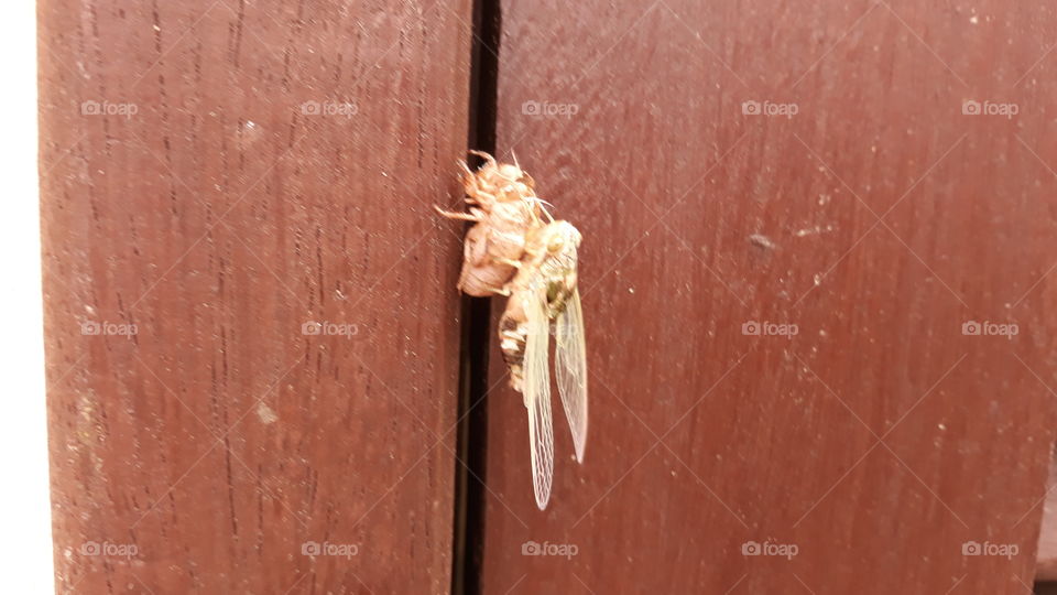 Insect, No Person, Nature, Wood, Dirty