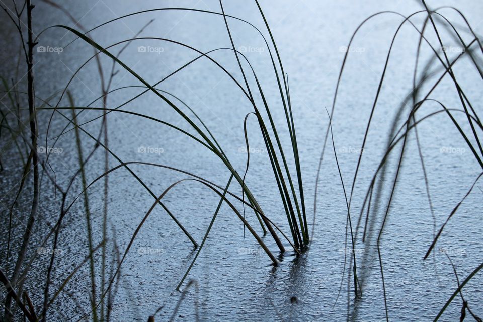 grass through frozen lake