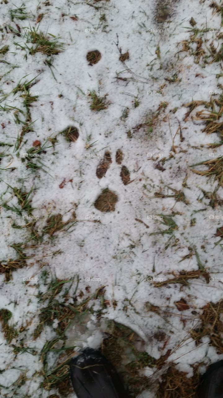 unknown animal tracks in the snow