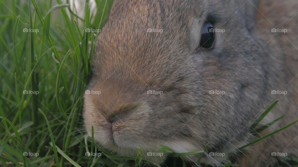 Bunny nose