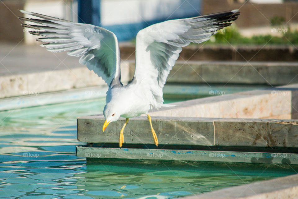 a hungry seagull