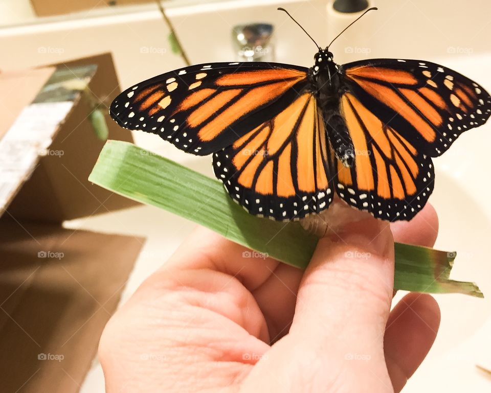 Newly emerged monarch butterfly 