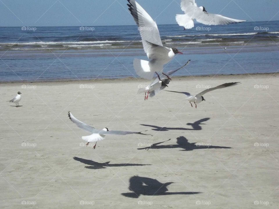 Gulls