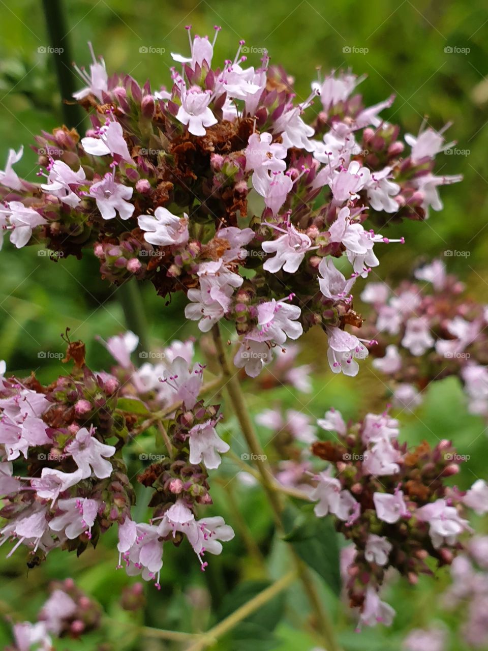 origanum blooming in the garden