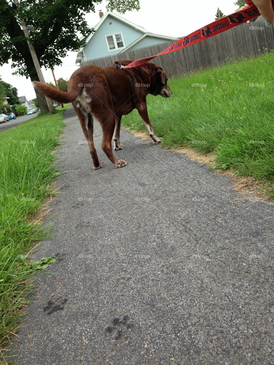 Walks with Guinness