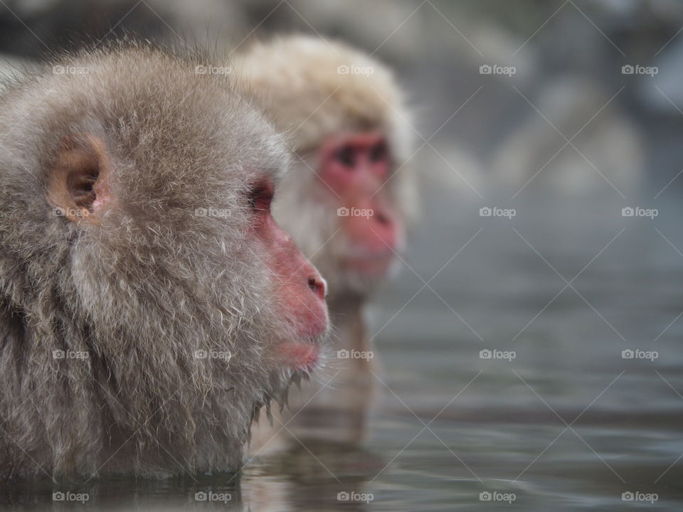 Snow monkey