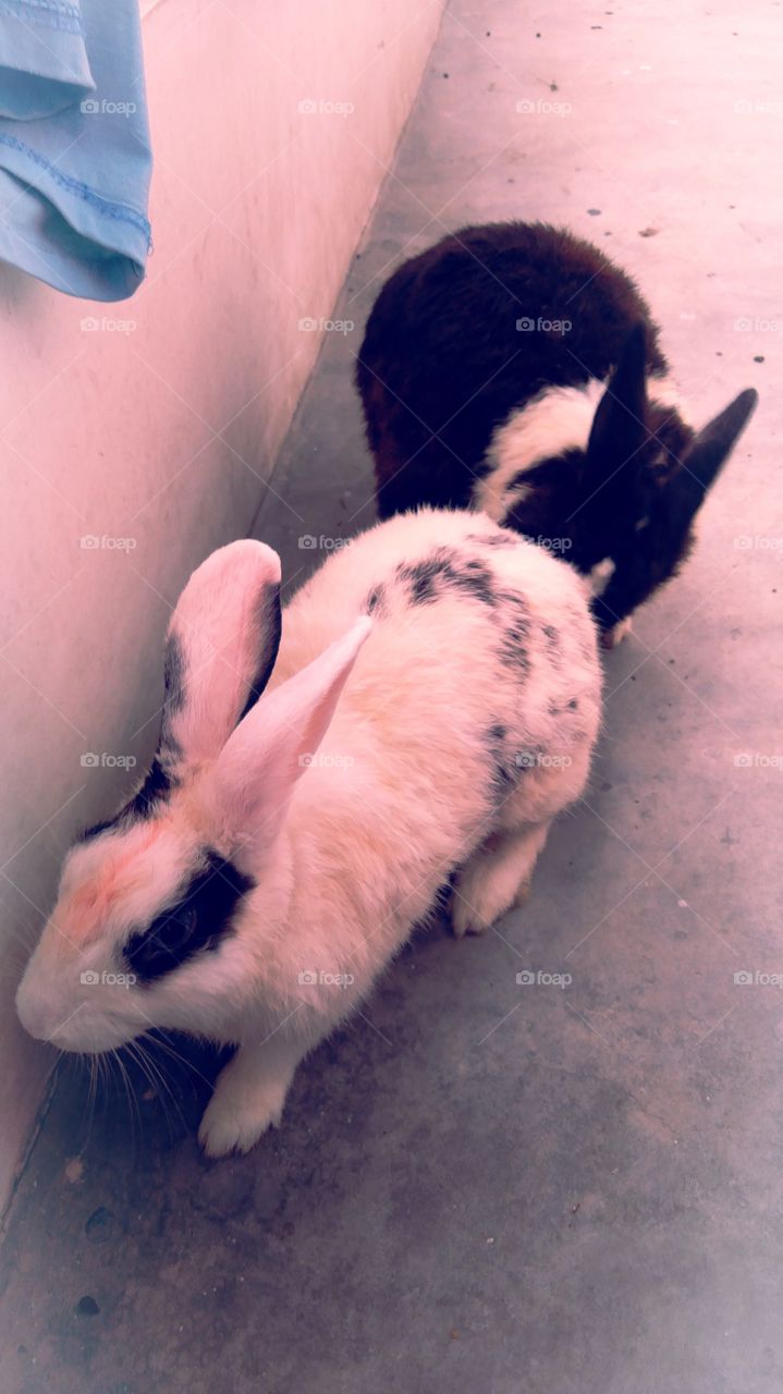 Black and white UP India Chakia Chandauli playing pet rabbit