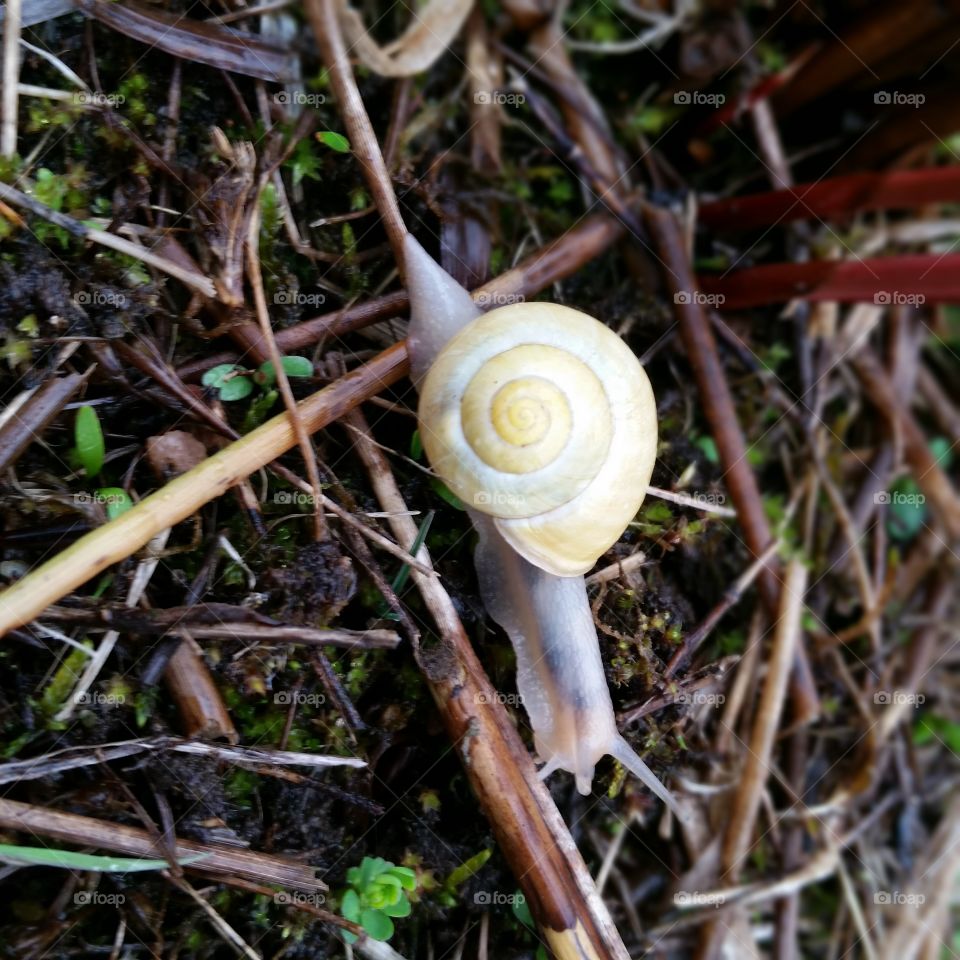 Snail, escargot