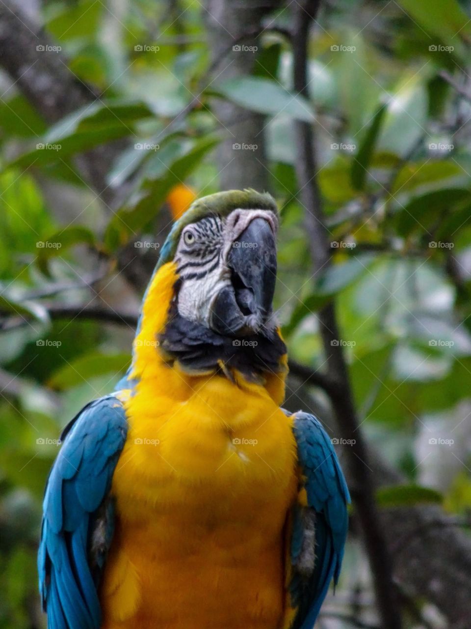 Portrait of big colorful parrot in Bahamas surrounded by trees.