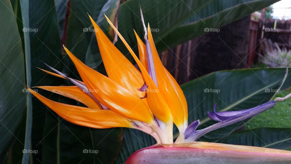 Bird of Paradise . Backyard Beauty 