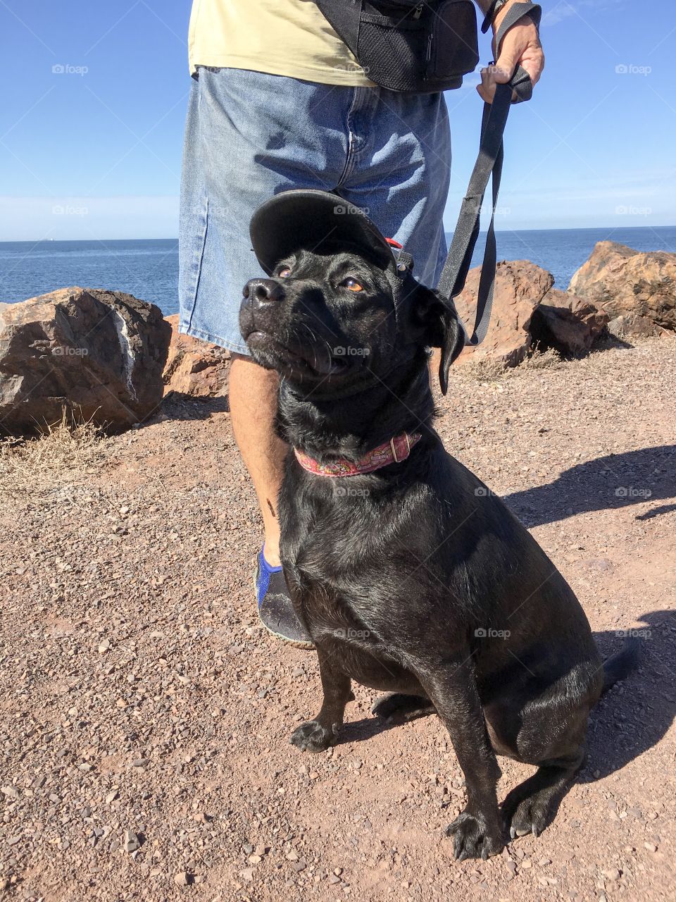 Black mixed breed Labrador retriever cross Kelpie wearing black leather visor hat, on leash with owner outdoors