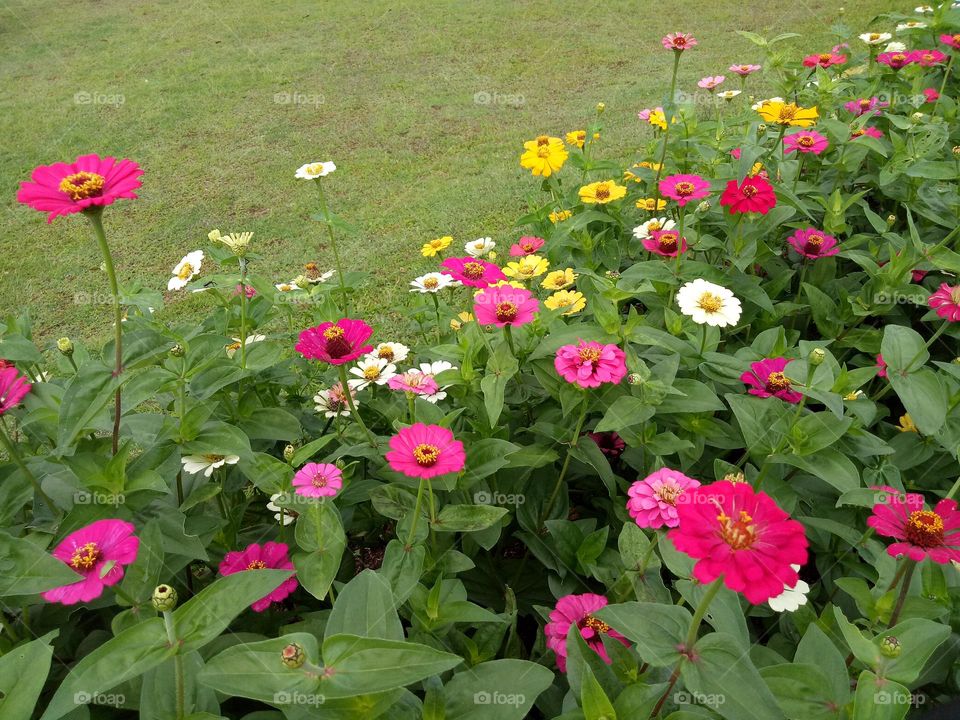 Zinnia in the garden, flowers, zinnia, colorful, garden, beauty in nature, nature