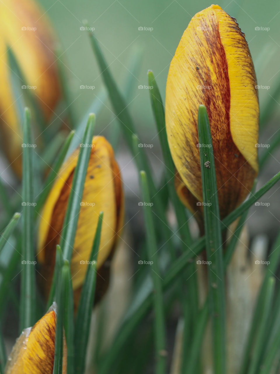 Signs of spring. Closeup macro of yellow crocuses just budding. Their yellow petals tinged with orange red are still closed & there is still frost on the plant but it won’t be long before the frost melts & they open to the warming sun.