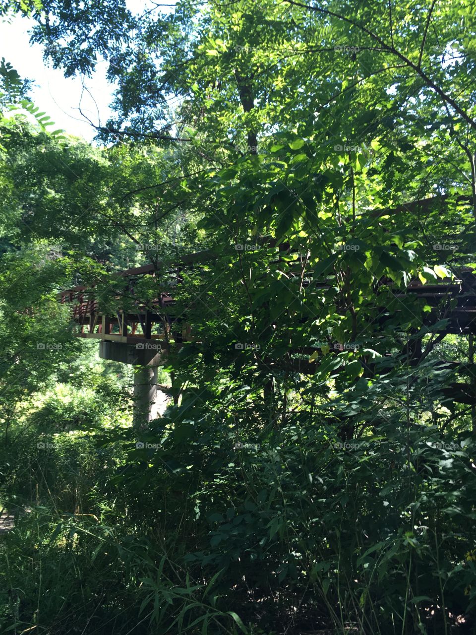 Bridge in trees