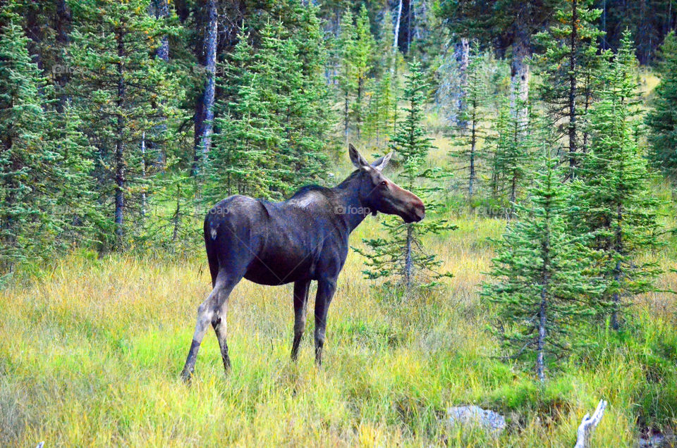 moose in Peter Lougheed Park