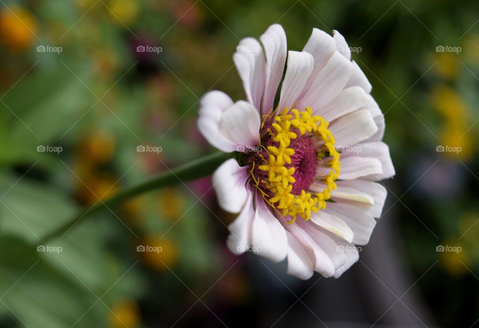 Pink Zinnia