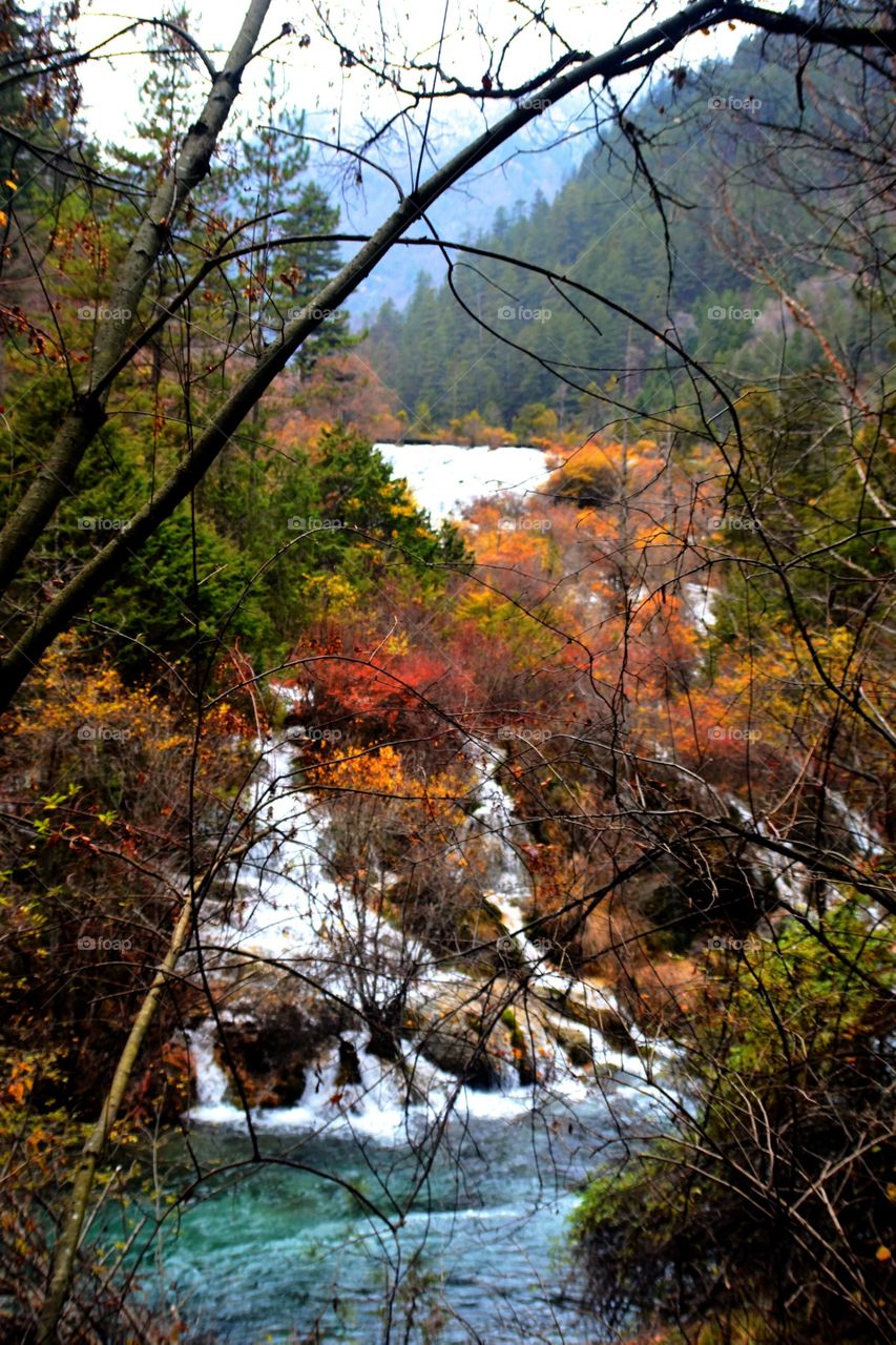 Foliage and stream. At Jiuzhaigou, Sichuan, China
