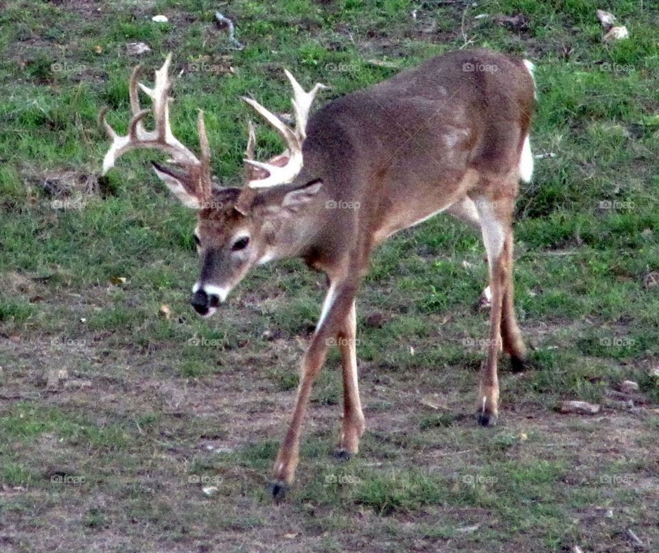 Whitetail buck 