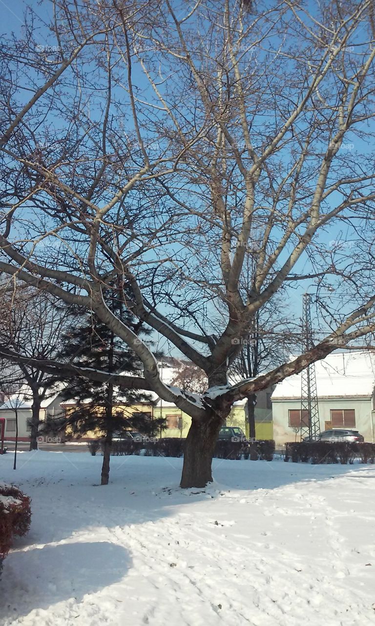 #tree#winter#snow