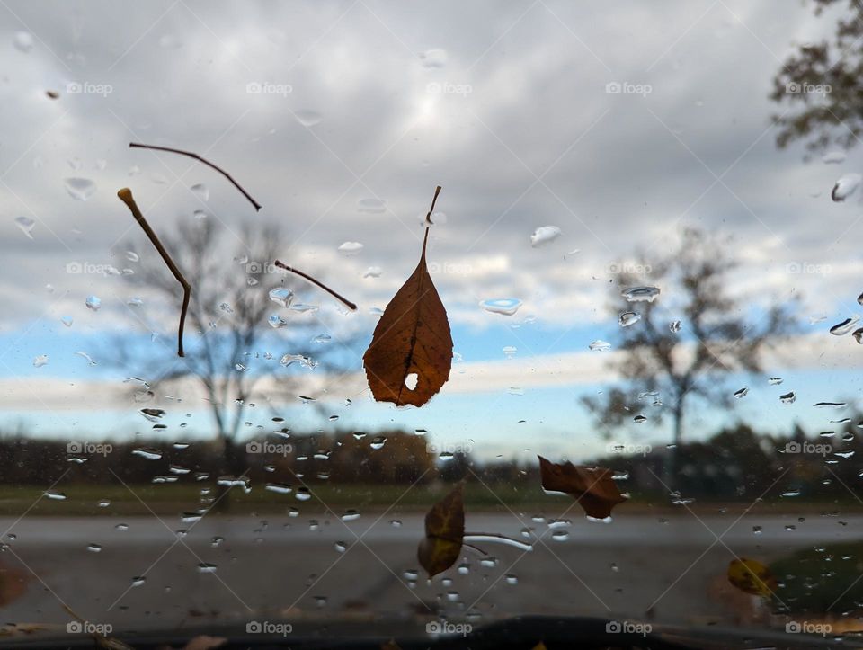 Autumn leaves falling