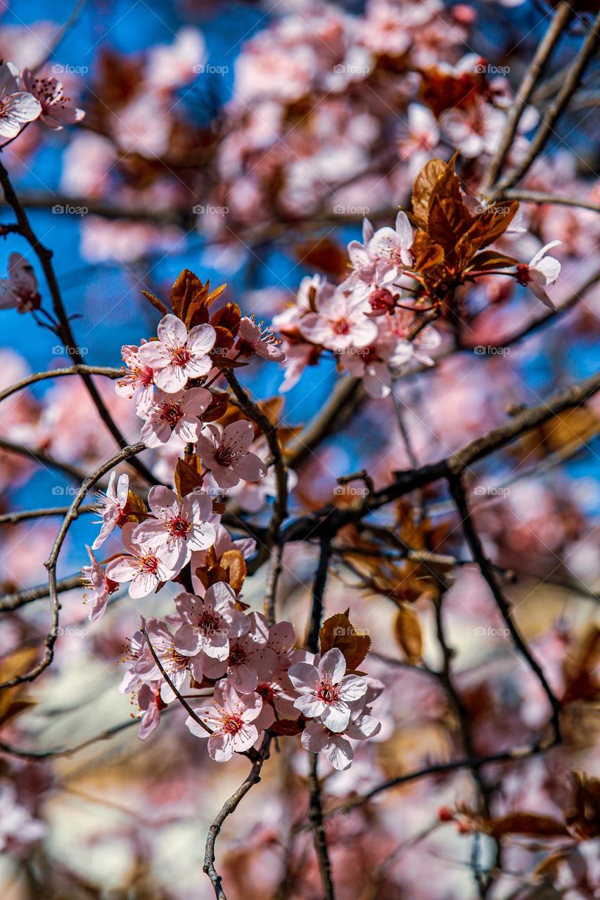 Blooming tree at the spring time in pink