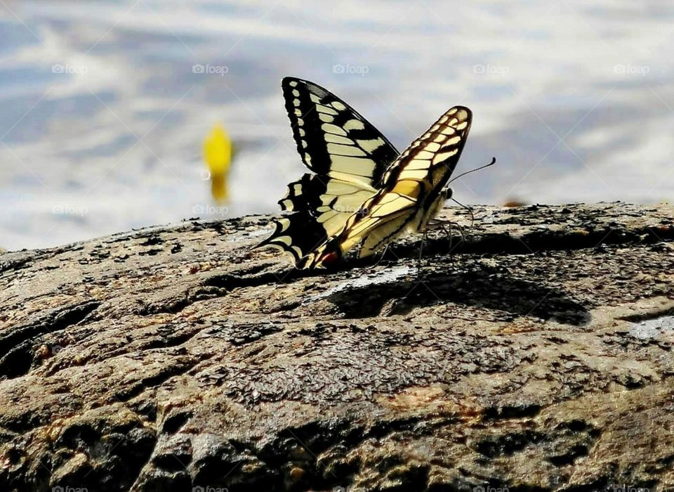 Machaon butterfly