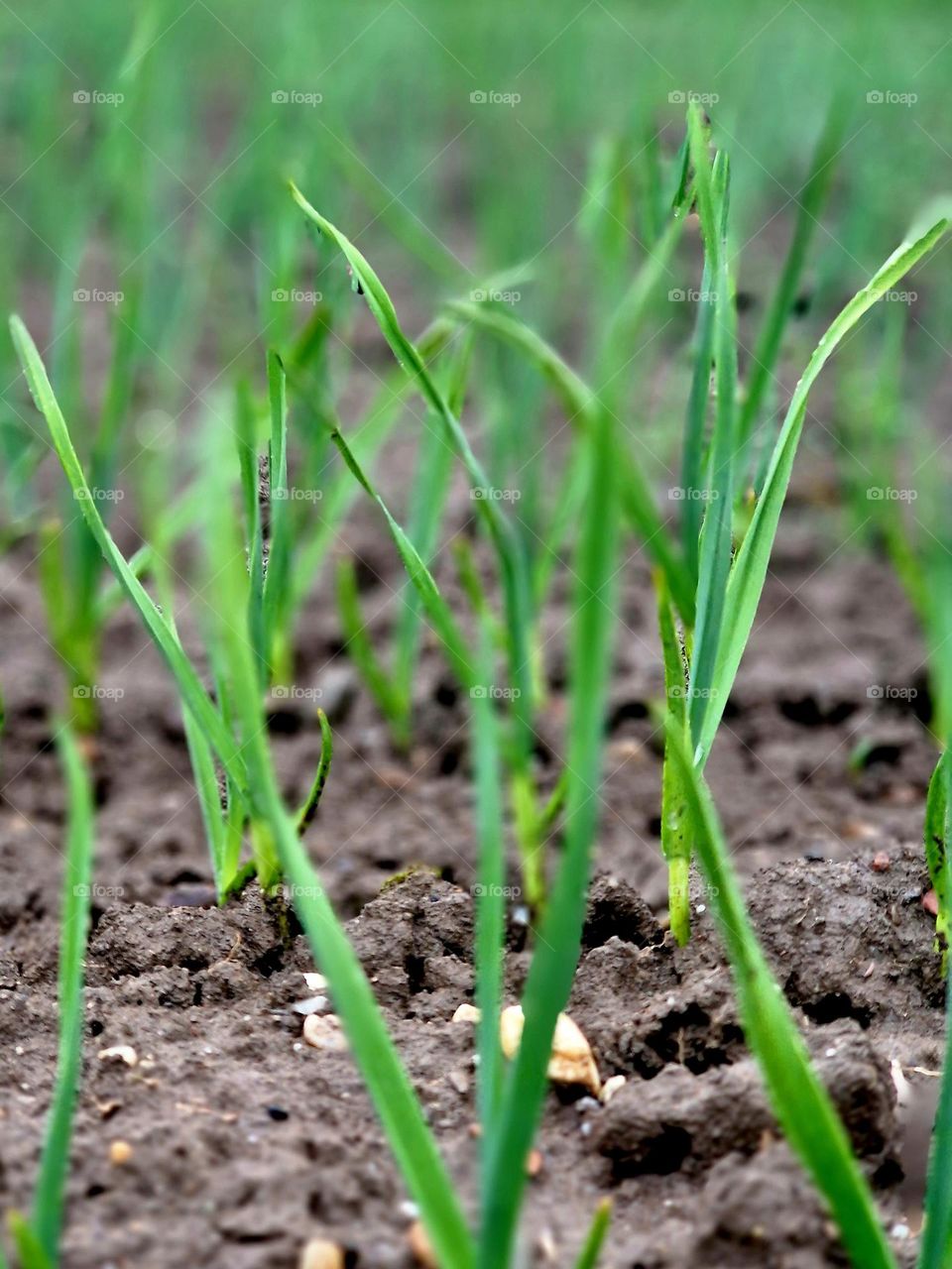 green garlic