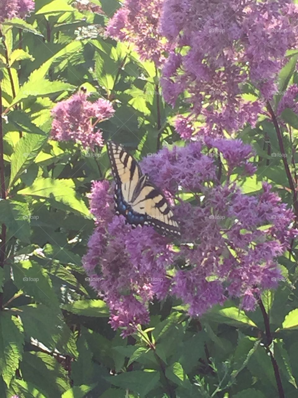 Butterfly on purple flowers