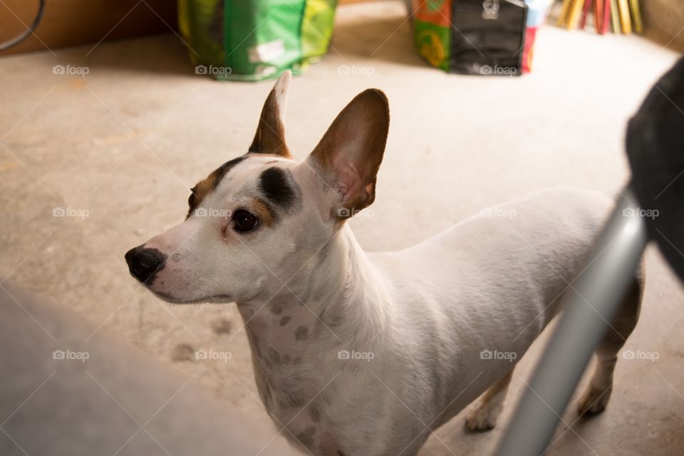 The gizmonator. . Gizmo