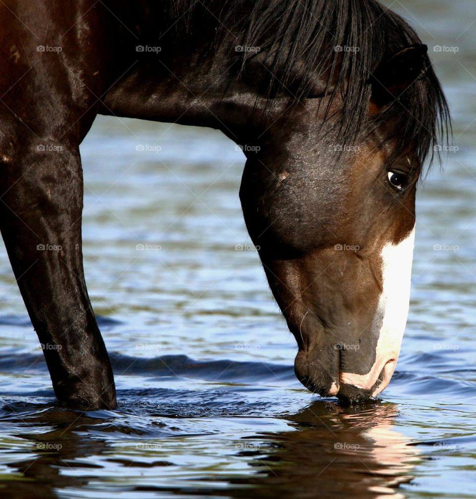 Wild Stallion in the River