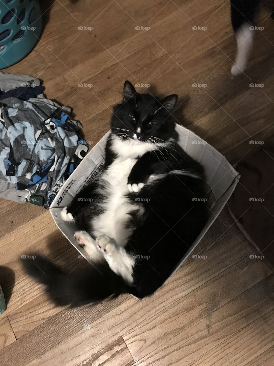 Fluffy black and white cat sleeping in a box