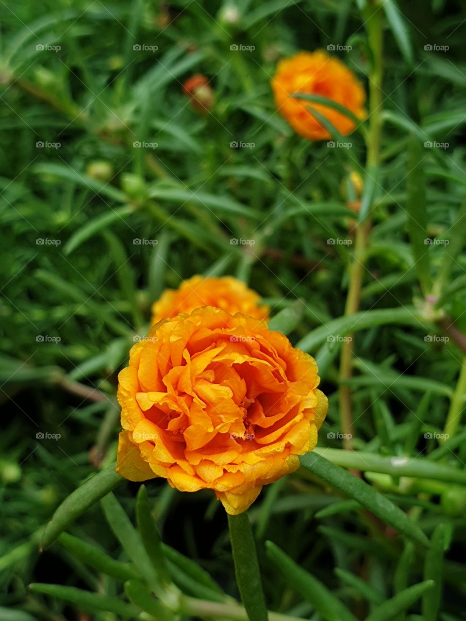 my beautiful Portulaca grandiflora