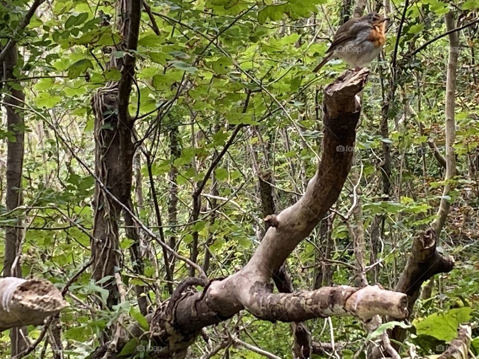 This was where l found this little robin, by photographing this woodland scene