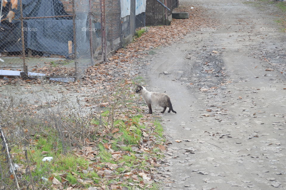 Mammal, Road, No Person, Animal, Nature