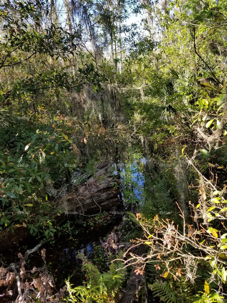 marsh land Florida park