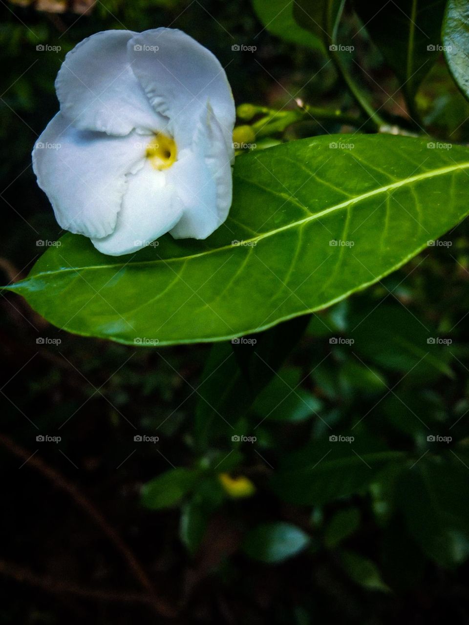 This is a capture of a single white colour flower and it's middle is yellow in colour. The leaf is so clear to see and the surrounding background is dark in colour .
However this is a closer and nice shot...
Isn't it?ππ