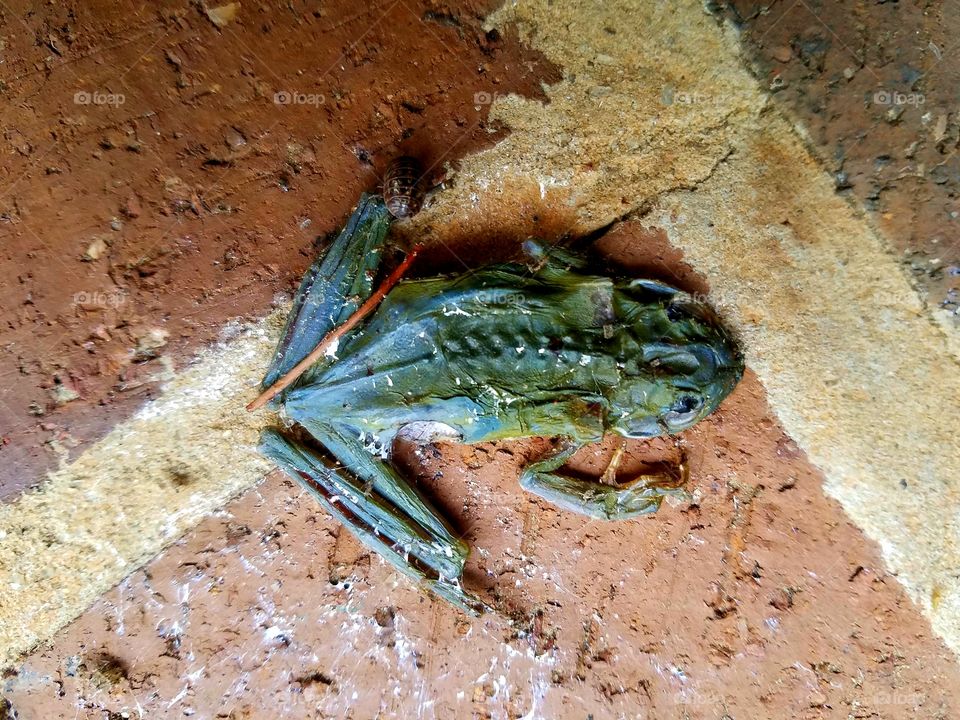 preserved frog.