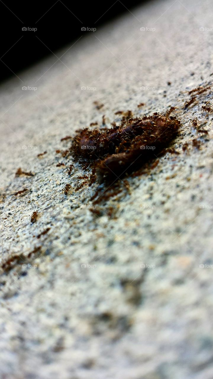 What Happens to the Early Worm