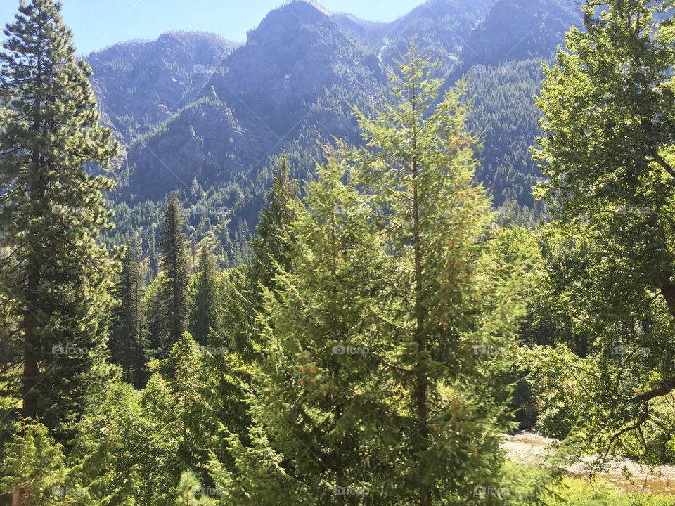 Wood, Tree, Nature, Landscape, No Person