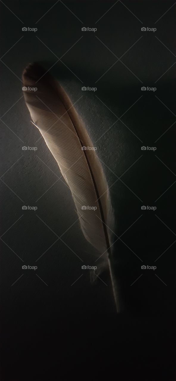 feather